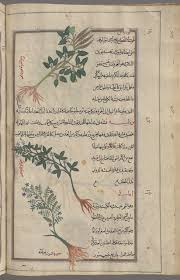 rough bindweed smilax aspera lubiyas top lucern medicago sativa ratbah middle tare yellow v new york public library types of resources still image