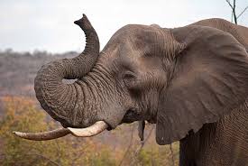 Time lapse drawing of elephant tutorial. Elephant Photography Elephants Photos Elephant