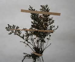 Image result for Abrodictyum rigidum