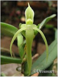 Image result for Angraecum moandense