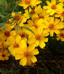 Image result for Tagetes