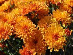 Button Funray Flower Youtube Best Flower Wallpaper
