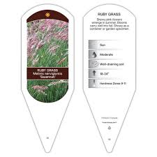 Image result for Melinis longiseta