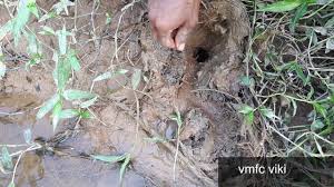 Mashamplani free mp4 video download jattmate com : Mancing Belut Super Besar Ada Anaknya Youtube