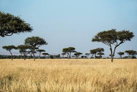 Download african landscape stock photos. African Landscape Pictures Download Free Images On Unsplash