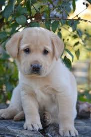 Cuban Link Dog Chain Custom Dog Chain Handmade Dog Collar Dog Gift Great Dog Gifts In 2021 Yellow Lab Puppy Cute Dogs Puppies