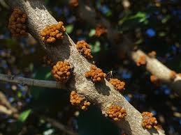 Image result for Englerophytum natalense