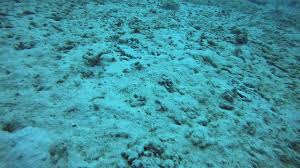Aruba Duiken 15 12 2020 Youtube
