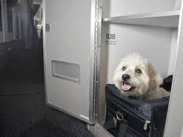 Pet friendly hotels in or near new york, ny. This Is The Only Pet Friendly Cruise Ship Conde Nast Traveler