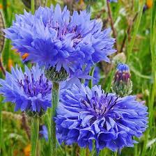 Cornflower Seeds Tall Blue Flower Seeds In Packets Bulk Eden Brothers Bachelor Button Flowers Bachelor Buttons Growing Seeds