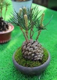 Resultat De Recherche D Images Pour Pousse Pomme De Pin Bonsai Jardinage En Pots Comment Faire Un Bonsai Pomme De Pin Bonsai