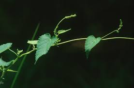 Image result for Tragia