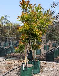 Image result for Tristaniopsis