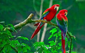Animated gif birds | photo animatedbirds.gif, gif flying bird images no ads, always hd experience with gfycat pro. Parrots Couple Hd Wallpapers Images Parrot Wallpaper Parrot Image Bird Wallpaper