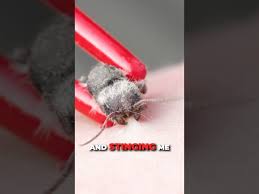 Image result for panda ant