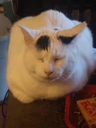 Free steel bumper and bottles available