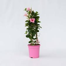 Image result for dipladenie hybrida rio obrázek