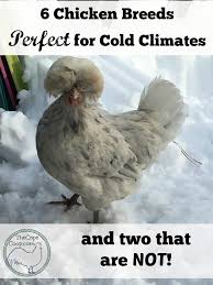 6 chicken breeds perfect for cold climates and 2 that are