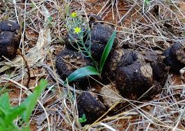 Image result for Eriospermum mackenii