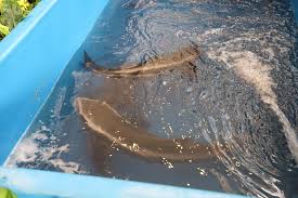 Praya beli ikan predator untuk aquarium baru mau tahu keseruannya ayooooo nonton videonya sampai selesai. Artikel Keunggulan King Kobia Komoditas Ikan Laut Yang Sedang Naik Daun