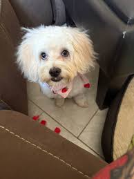 My dog has no nose! But he smells really good! 😆