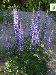 Lupine cultivation is at least 2,000 years old and most likely began in egypt or in the general the lupine plant, like other grain legumes (beans, peas, lentils, etc.) fixes atmospheric nitrogen, and. Garden Lupine Lupinus Polyphyllus Flowers Naturegate