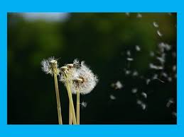 Pembahasan Mengenai Beberapa Cara Penyebaran Biji Pada Tumbuhan Pot Tanam Menanam Biologi