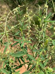 Image result for Crotalaria sphaerocarpa