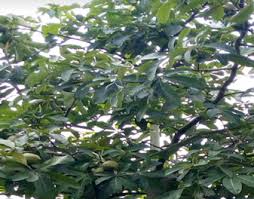 Image result for Treculia