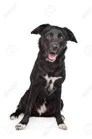 Mischlingshundin Labrador Border Collie Lizenzfreie Fotos Bilder Und Stock Fotografie Image 13247876