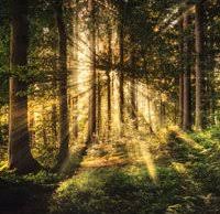 In this tutorial, we'll use a free photoshop action combined with a few techniques for a dramatic final look. Create Realistic Light Rays In Photoshop Using 3 Simple Steps