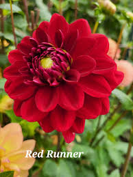 Image result for Dahlia `Red Skin`