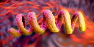 Image result for Neurosyphilis