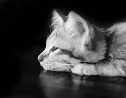 Heart rate (hr) and heart rate variability (hrv) have received a great deal of attention recently. Baseline Vitals In Cats And How To Measure Them