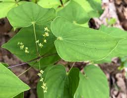 Image result for Dioscorea dregeana