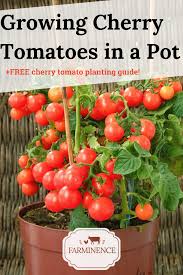 How To Grow Cherry Tomatoes In A Pot Growing Cherry Tomatoes In 2020 Growing Cherry Tomatoes How To Grow Cherries Cherry Tomato Plant