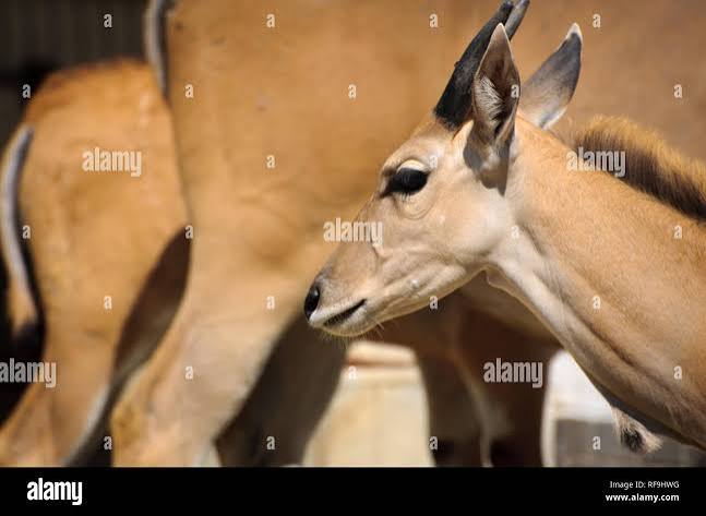 Nylghau hi-res stock photography and images - Alamy