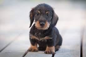 He's super smart and he has blue eyes, but one is sky blue and the other is 1/2 sky blue and 1/2 really dark blue. How Do You Potty Train A Dachshund I Love Dachshunds