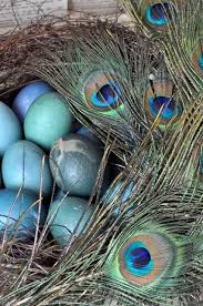 Bird Eggs For Sale Pin By Aline Holladay On India My India My Incredible India 1 Peacock Eggs Peacock Bird Eggs