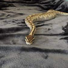 Every Day Is Ferris Day Off Pet Snake Cute Reptiles Cute Lizard