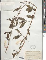 Image result for Rytigynia umbellulata