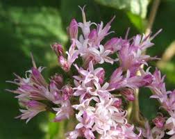 Image result for Vernonia myriantha