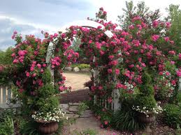William Baffin Roses Minnesota Sarah S Cottage Creations Cottage Garden Castle Garden Garden Landscaping