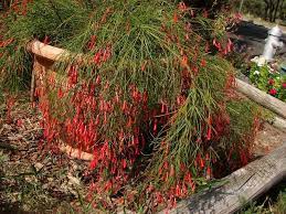 Plantfiles Pictures Firecracker Plant Coral Plant Coralblow Fountain Plant Russelia Equisetiformis 32 By Lynn213 Plants Florida Plants Native Plants