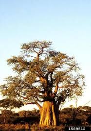 Image result for Malvaceae subfamily Bombacoideae