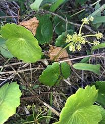 Image result for Hydrocotyle bonariensis