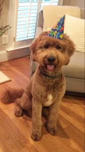 They are naturally reared by reputable. Caylea Goldendoodle Stud In Virginia Beach Virginia
