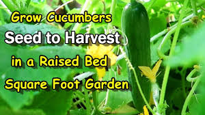 Maybe you would like to learn more about one of these? Growing Cucumbers From Seed To Harvest In A Raised Garden Bed Square Foot Garden Youtube