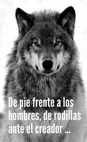 Busca tu propio destino  - Frases De LOBO ALFA  Facebook
