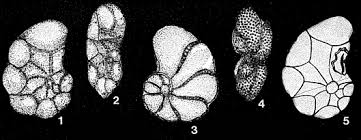 Image result for White 1972 Tappan